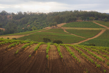 Countryside rural landscape of vineyards in the Hunter Valley wine country region in NSW, Australia.