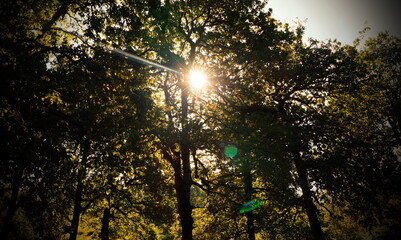 Obraz premium nice sun shining through trees