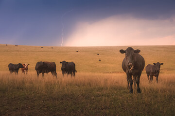 Black lowline cattle (Bos primigenius) in a field with dramatic storm clouds and a lightning strike...