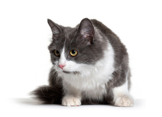 Kitten Crossbreed cat white and grey