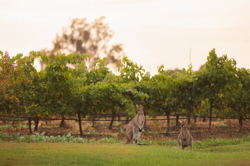 Eastern Grey kangaroos (Macropus giganteus) beside a vineyard, have become pests in the wine...