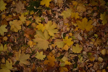 carpet made of autumn maple leaves