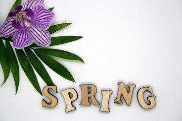 Text Spring and green leaf on white background.