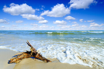 Seascape, old tree bough lying on a empty sandy beach