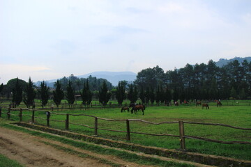 vineyard in the spring
