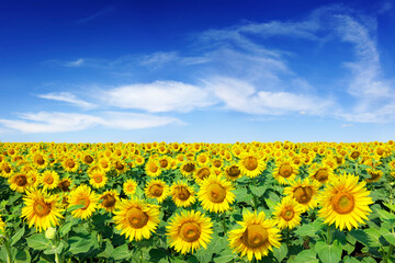 Idyllic view, field of golden sunflowers