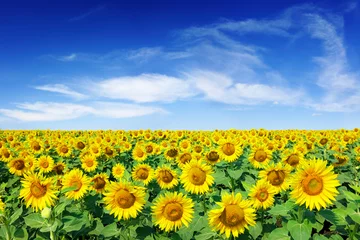 Wandcirkels plexiglas Idyllic view, field of golden sunflowers © Trutta