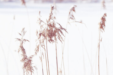 dry reeds and snow at winter