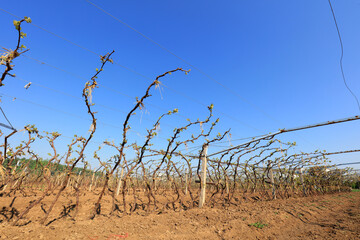Vines sprout on a farm in North China