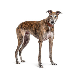Obraz premium Old greying brown greyhound isolated on white