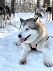 siberian husky waiting sledding in the snow - Dog sled