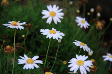 field of daisies