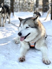 siberian husky waiting sledding in the snow - Dog sled