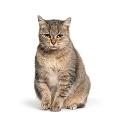 Sitting Crossbreed cat, isolated on white