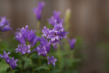 Fototapeta na wymiar Abstract blur background of violet flowers, violet bell, in soft blurred style, defocus.
