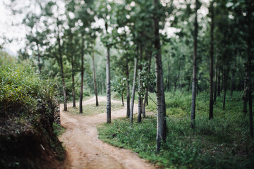 Magic forest trail path, beautiful landscape 