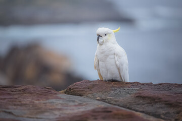Portrait of an Australian sulphur-crested white cockatoo (Cacatua galerita) in the seaside Bronte...