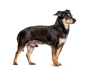 Naklejka na ściany i meble Old black and brown Pinscher Dog, isolated