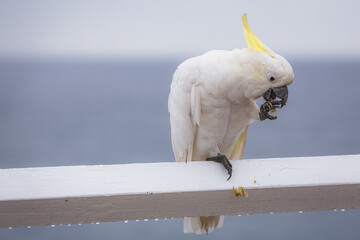 Portrait of an Australian sulphur-crested white cockatoo (Cacatua galerita) in the seaside Bronte...