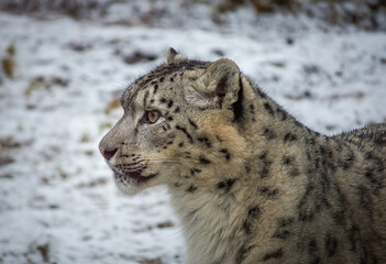 snow leopard portrait © photoseller92