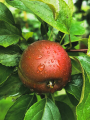 Red ripe apple with raindrops on a branch with green leaves.