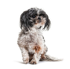 Old, dirty and Shaggy Shih Tzu dog, Isolated