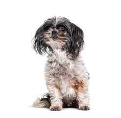 Old, dirty and Shaggy Shih Tzu dog, Isolated
