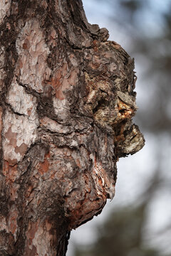 Tree with an image of a human face and a monkey's face