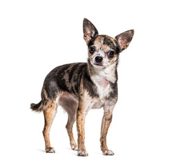 Red merle Chihuahua isolated on white