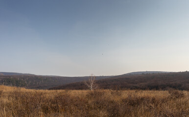 Landscape of yellow dry grass, mountains and single tree