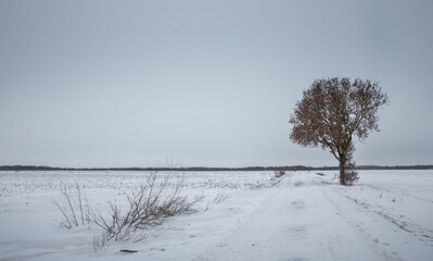 Winter at the Es Uffelte Westerveld Drenthe Netherlands. Snow and frost. Lonely tree.