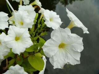 White flower petunia with green sheet