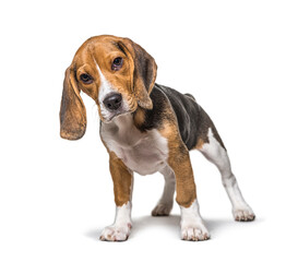 Young puppy three months old Beagle dog standing in front, isolated