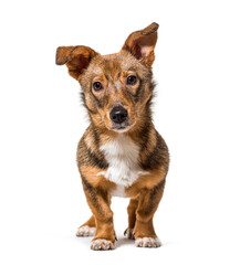 isolated Crossbreed dog standing in front and looking at the camera