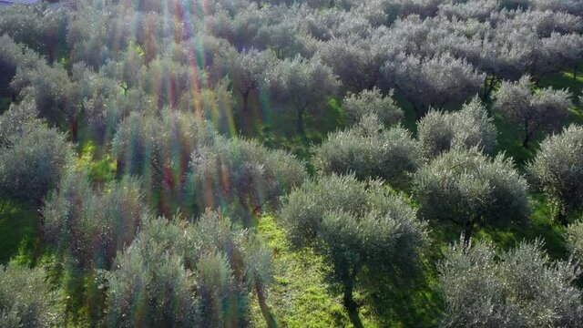 Olive trees for the production of table olive oil, Italy.
Aerial shot with drone