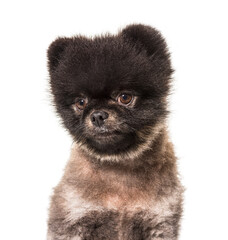 Portrait of a Brown and Black Spitz looking away, isolated