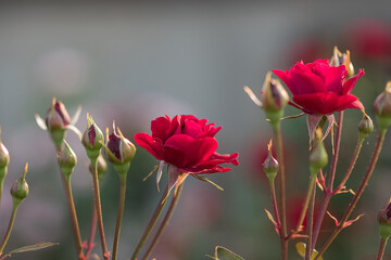 Obraz premium Garden rose in bloom close-up on a blurred background. red rose blooms on a bush in summer. A rose flower blooms in a garden park. Blooming flower in the summer garden. texture