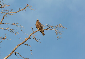 Black kite (Milvus migrans) sits on a dry branch against the sky