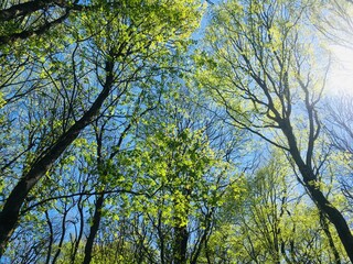 Spring in the forest