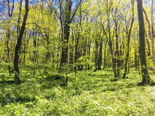 Fototapeta premium Spring in the forest