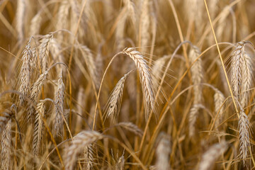 Rye, wheat.Wheat and rye fields. Golden nature. Rural landscapes under the shining sunlight. Ripening of rye and wheat ears. Rich harvest Concept. Selective focus. Blur effect