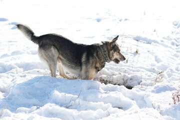 dog dig a cave in snow