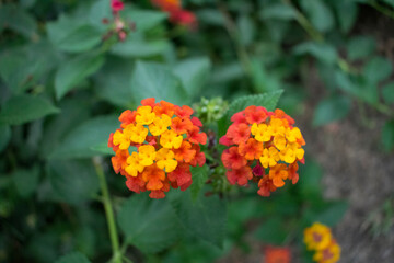 Orange-yellow Lantana flower. Small florets. Bokeh effect, Top view