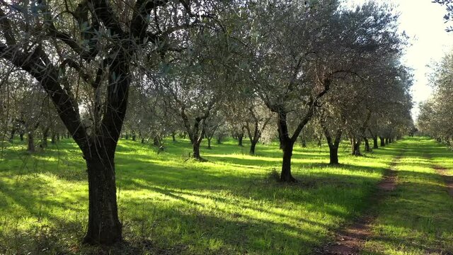 Olive trees for the production of table olive oil, Italy.
Aerial shot with drone
