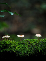 The 3 Mushrooms