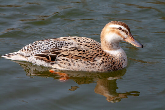 Cane colvert sur l'&eacute;tang