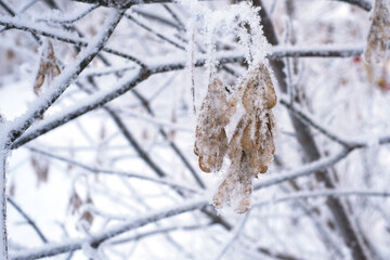 Winter landscape: tree branches on a frosty winter day