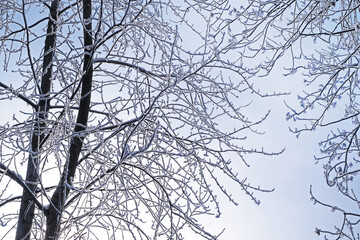 Winter landscape with footprints in the snow and a frozen plant
