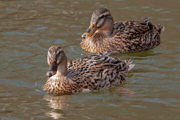 Canes colvert de face sur l'étang