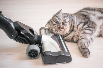 The cat is not afraid of the vacuum cleaner. Upright vacuum cleaner brush on the laminate floor...